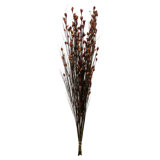All Natural Bell Grass with Seed Pods, P 36"-40" Bell Grass with Seed Pods, Preserved