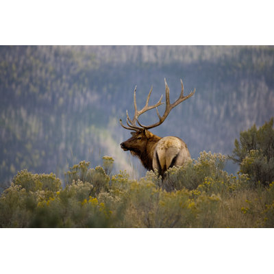 Huge Bull Deer 1 Piece Wrapped Canvas Wall Art