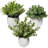 Digby Artificial Plant in White Pot Set