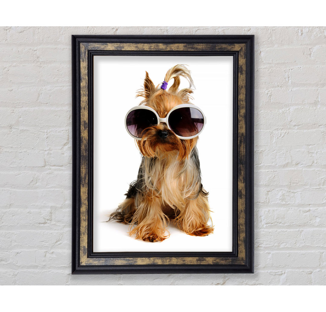 Yorkshire Terrier Hund Glamour - Einzelner Bilderrahmen Kunstdrucke