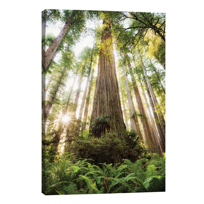 Redwood Forest by Stefan Hefele - Wrapped Canvas Print, 66.04 cm H x 45.72 cm W x 1.91 cm D