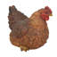 Statue de poule accroupie