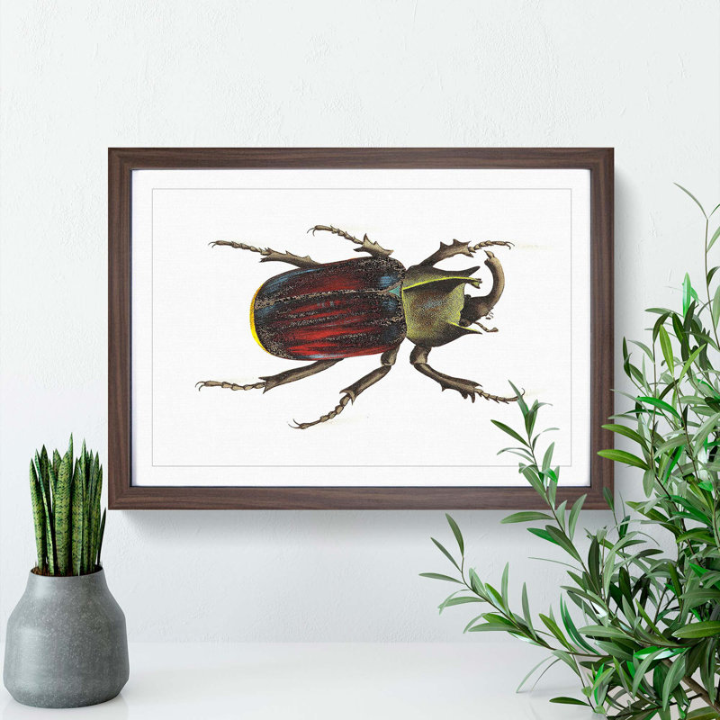 Typhon Beetle by George Shaw - Picture Frame Painting Print, 36cm H x 48cm W x 2cm D, Walnut Framed