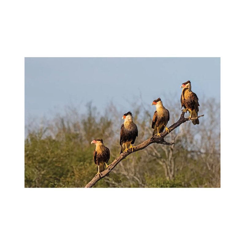 Crested Caracara (Caracara Cheriway). 1 Piece Wrapped Canvas Wall Art, 152.5 cm H x 101.5 cm W
