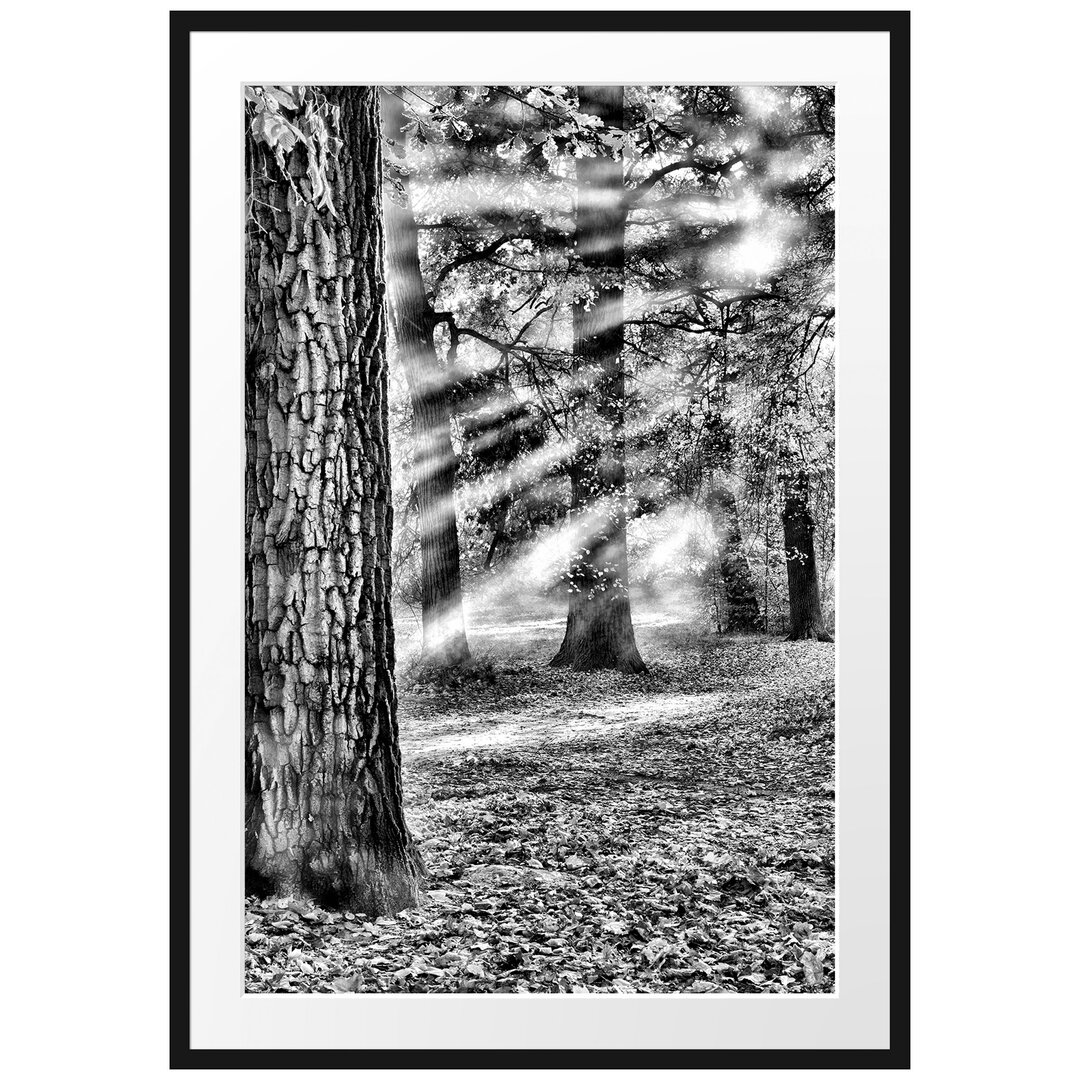 Gerahmtes Poster Sonnenstrahlen im Wald