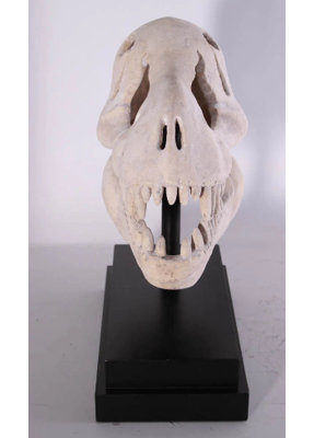 Jahda T-Rex Dinosaur Skull Life Size Statue