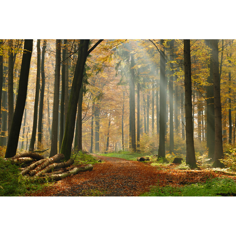 Mixed Tree In Forest - Wrapped Canvas Print, 51cm H x 76cm W x 3.8cm D