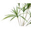 4' Artificial Dracaena Tree in Pot