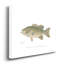 « Small-Mouthdown Black Bass »-impression sur toile tendue-836655609