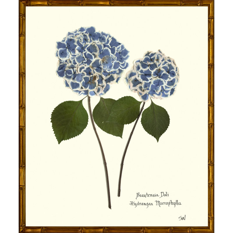 Plants & Flowers Print