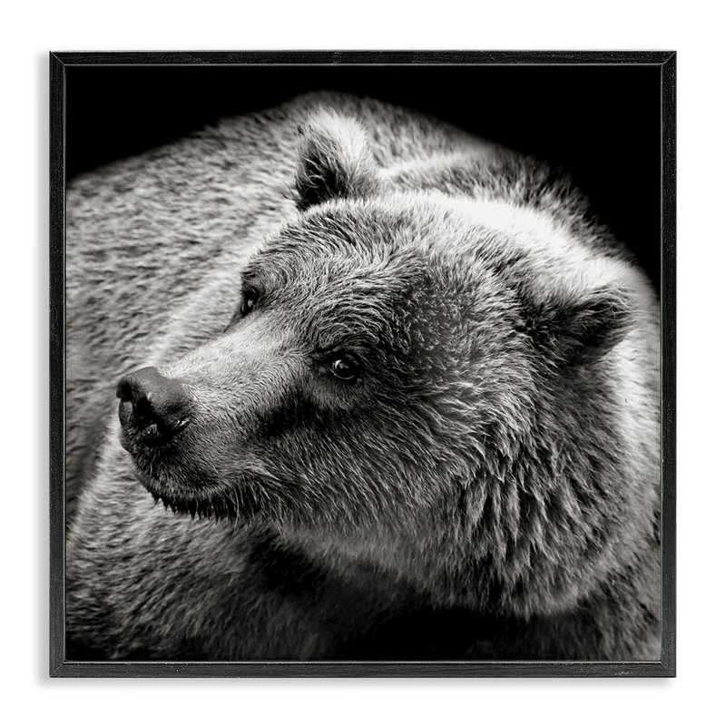 Ours regardant à gauche, estampe numérique par Kathy Mansfield, Giclée encadrée noir minuit, H 17 po x l 17 po