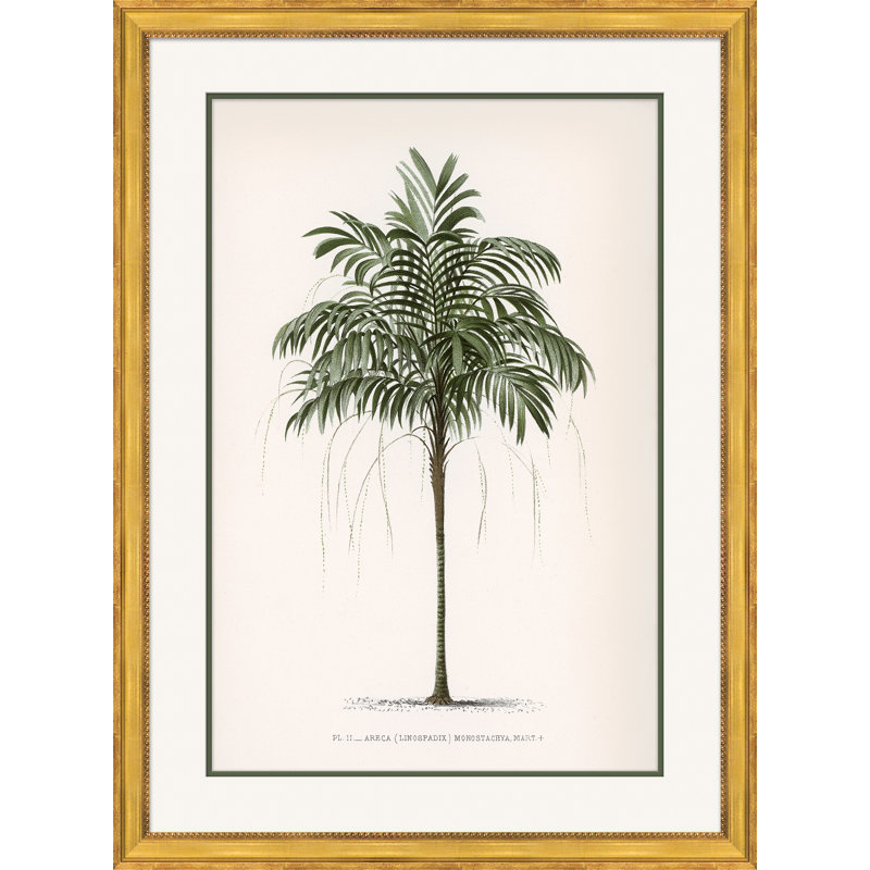 Palms 4 Giclee Print by Isabelle De Borchgrave