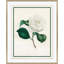 Flora I Giclee Print
