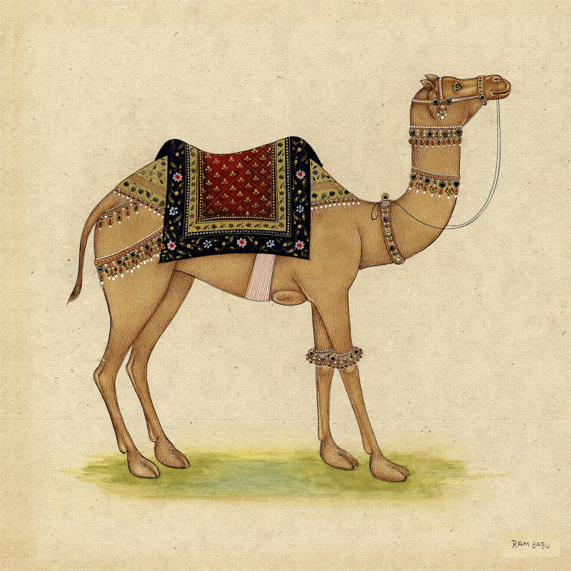 On FAP Camel From India I by Ram Babu - Wrapped Canvas Print, 51cm H x 51cm W