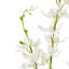 Cymbidium Spray-111171235