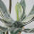 56'' Faux Agave Tree in Pot-1305821315