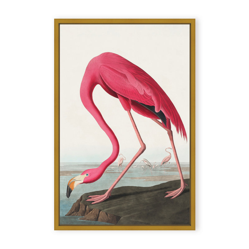 Coastal Retreat Pink Flamingo II From Birds Of America (1827), 30" H x 24" W x 2.375" D, Framed Canvas, Beige
