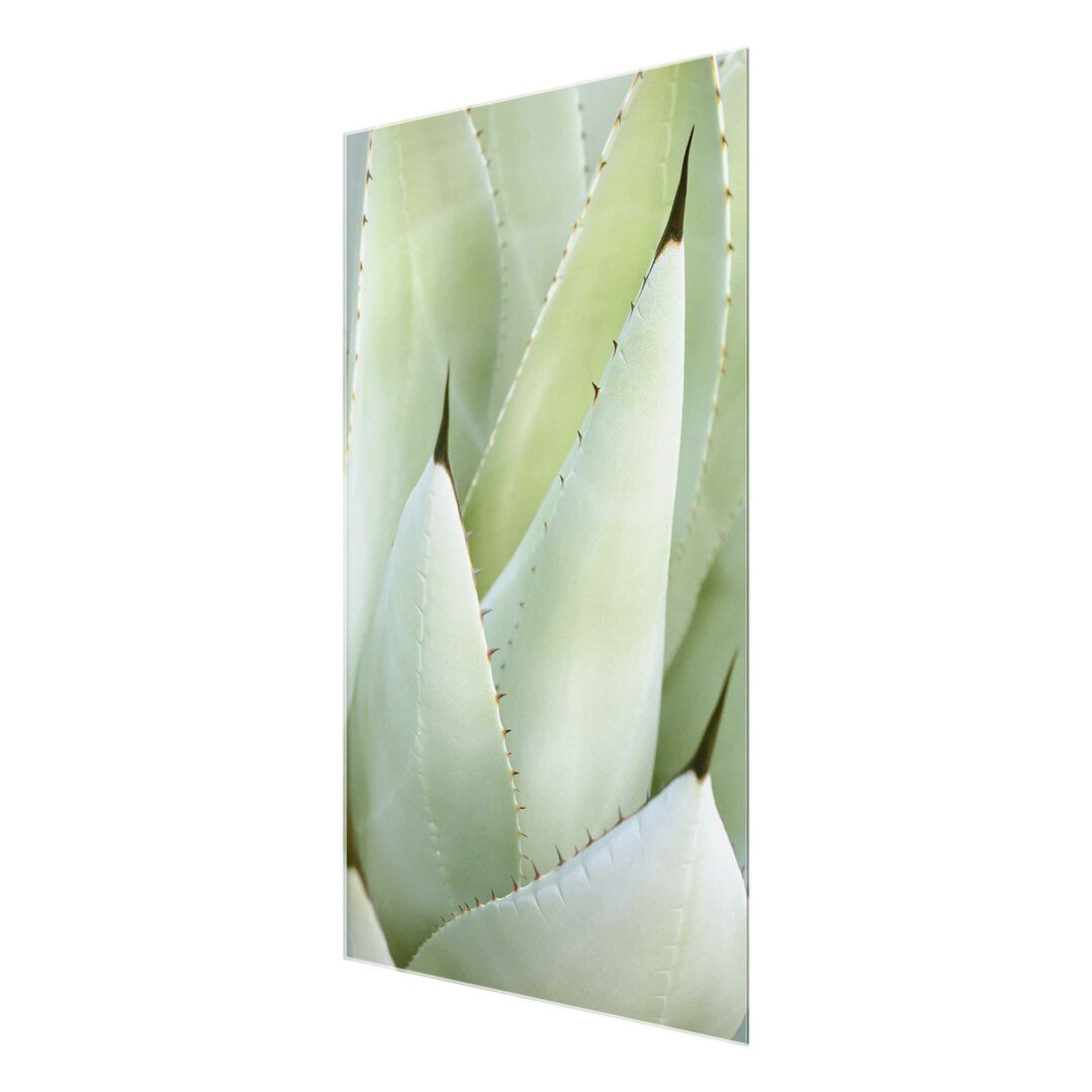 Glasbild Aloe