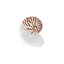 Sea Shell In White III Print by Sofia Fox-26938882-26938885