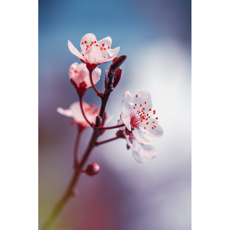 Blooming Cherry Flowers Branch In Spring by Shilh - Wrapped Canvas Print, 121.92cm H x 81.28cm W