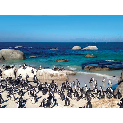 Pingouin paradis - photographie