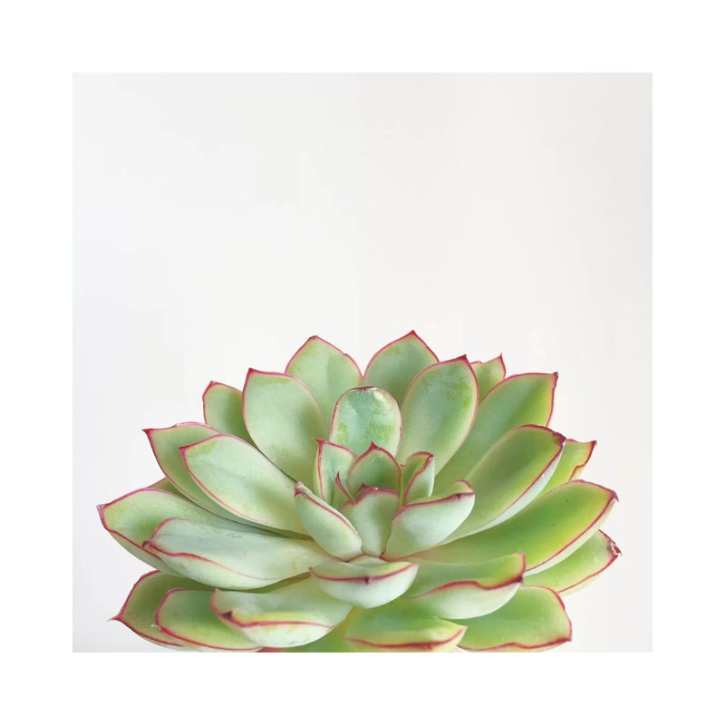 Green Succulent 1 Piece Wrapped Canvas Wall Art, 30.48 cm H x 30.48 cm W