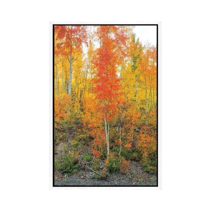 Showing Their True Colors II by Bill Sherrell - Gallery-Wrapped Canvas Giclée on Canvas, White Floater Frame