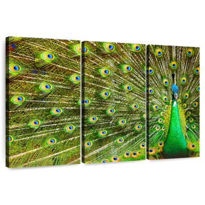 Brampt Showing Off Peacock Feathers
