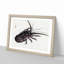 Crayfish by Kono Bairei - Picture Frame Painting Print-55682707-55682706