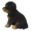 Bébé Cavapoo-67579693