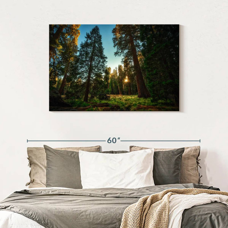 Alvord Sequoia Forest Scenery