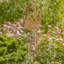 Ensemble de carillon à vent 6 pièces Koller