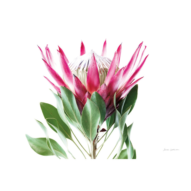 " Bold Protea I ", 32" H x 48" W