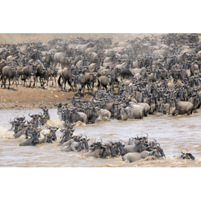 Gnou - photographie sur toile tendue