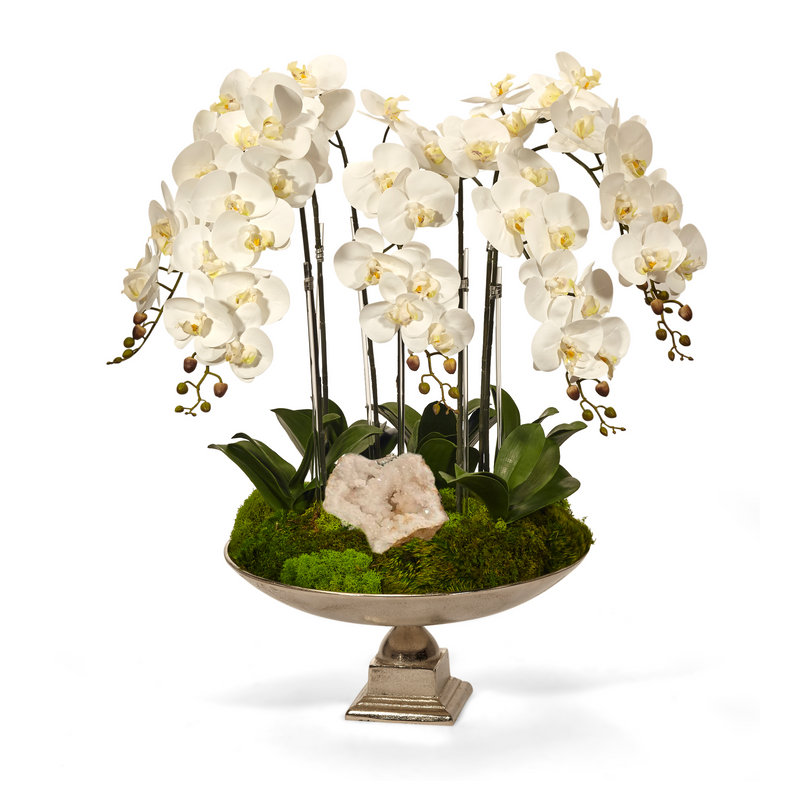 Orchid Flowering in Urn, White