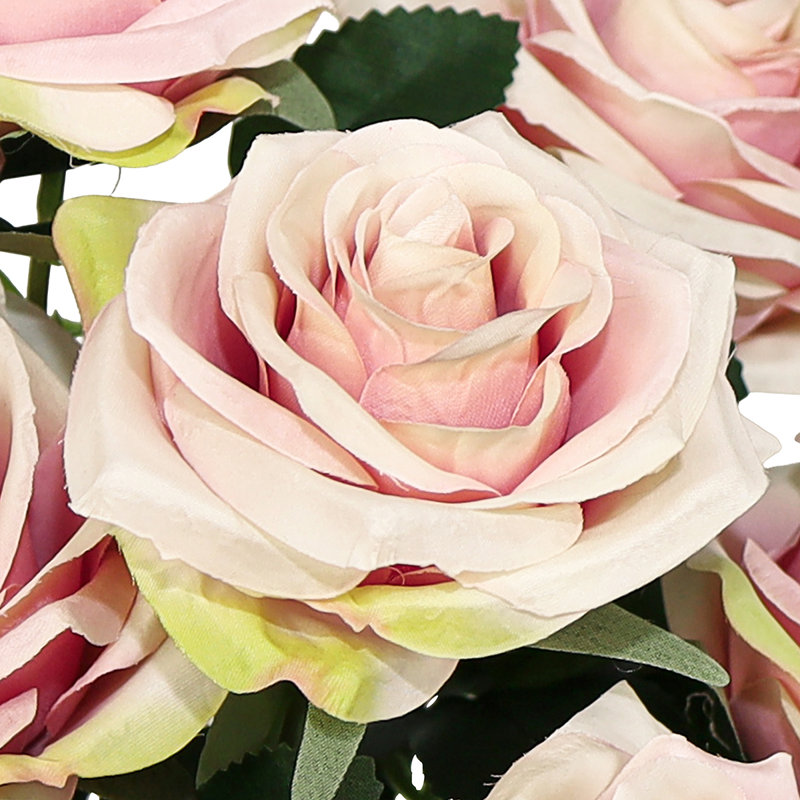 Grand rosier Jaafer Deluxe, Ivoire rose