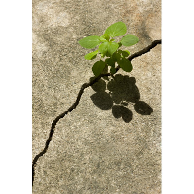 «Young Plant» par Enviromlant