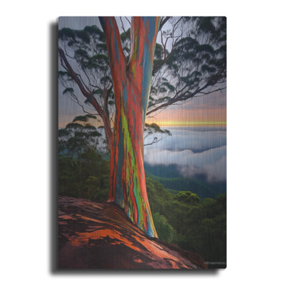 Rainbow Eucalyptus 1' by r3darch0n Metal Wall Art, 16" x 24"
