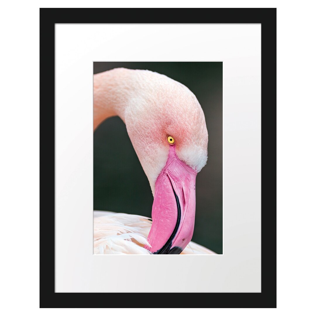 Gerahmtes Poster Flamingo beim Putzen