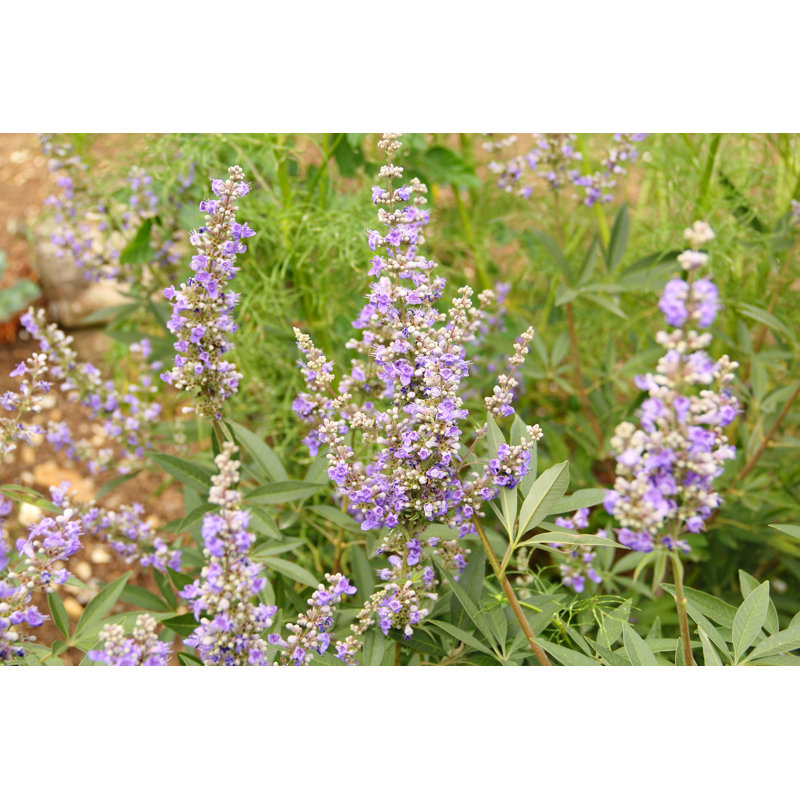 Vitex Agnus Castus by Basieb, 8" H x 12" W