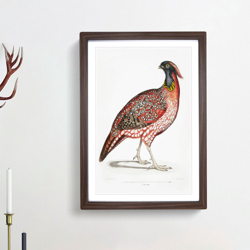 Chinese Horned Pheasant Illustration by John Edward Gray - Picture Frame Painting Print, 36cm H x 27cm W x 2cm D