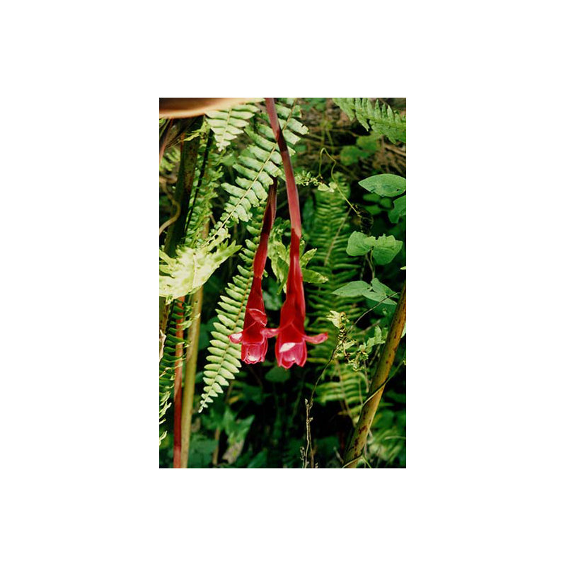 Gingembre torche-reproduction de photo, H 30 po x l 20 po x P 1,5 po