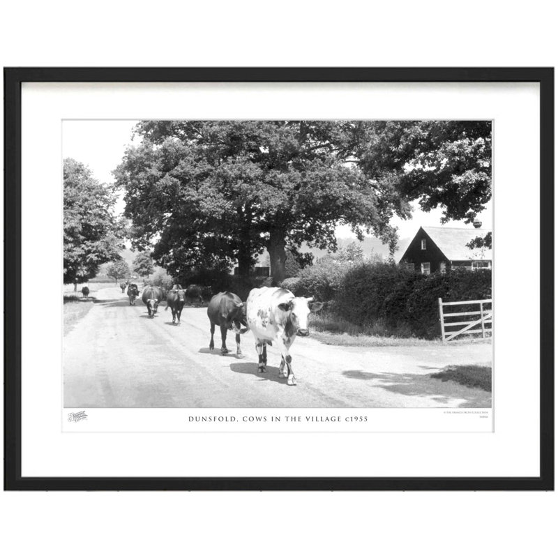 Dunsfold, Cows In The Village C1955 by Francis Frith - Single Picture Frame Print, 28cm H x 36cm W x 2.3cm D