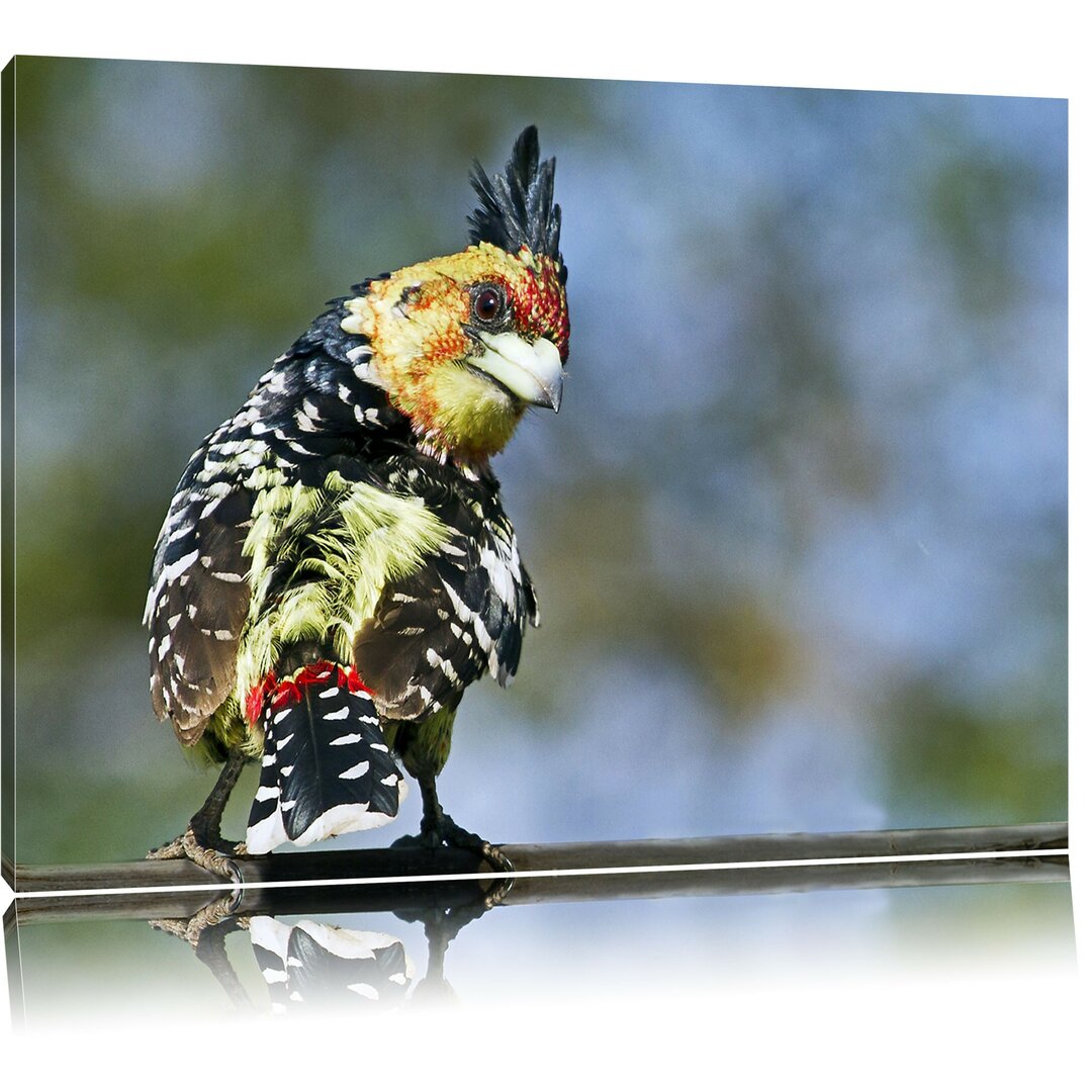 Leinwandbild Schöner Hauben-Bartvogel