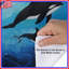 Housse de couette Orca Bedding-122471755