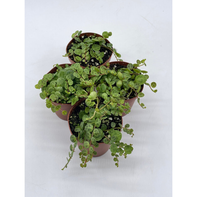 Florida House Plants in Pot