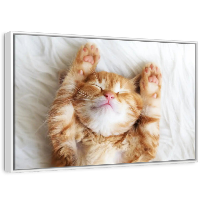 Sleepy Kitty, Cadre flottant doré, 43 po x 29 po