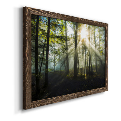 " Light And Trees "