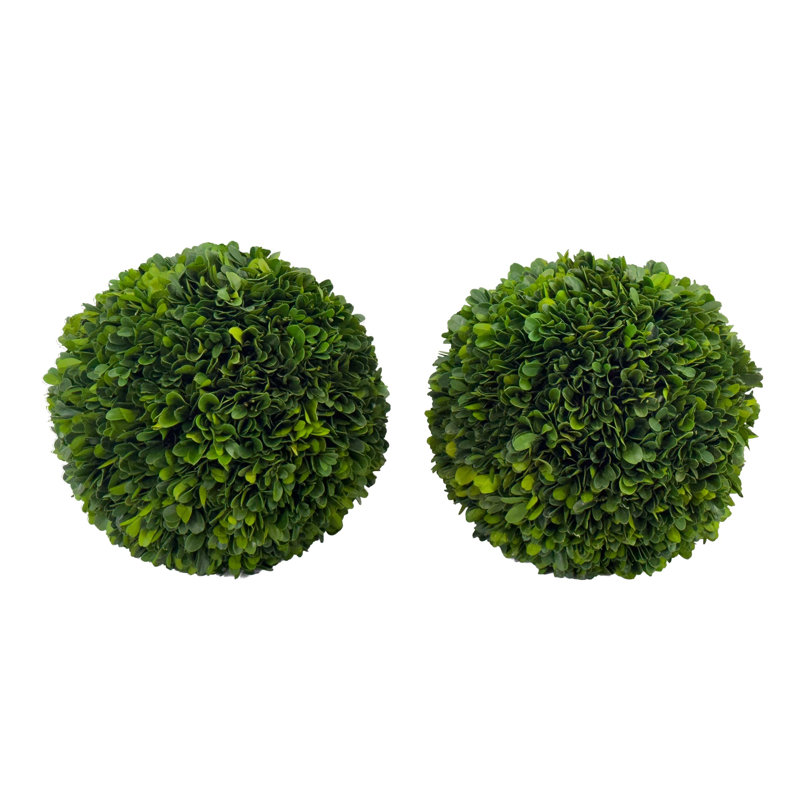 Boule de buis véritable préservée à la main Primrue (ensemble de 2), 8 po x 8 po