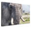Print on Canvas-23990832